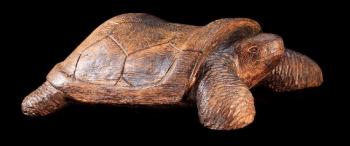 "La tortue"